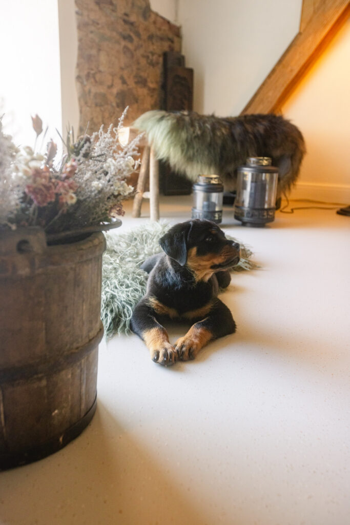 Rottweilerpup ontspannen liggend op een stijlvolle PU gietvloer met flakes in beigetint.